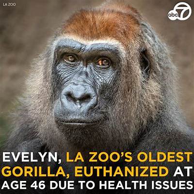 How Did Evelyn Die? Oldest Gorilla at Los Angeles Zoo, Cause of Death Explained