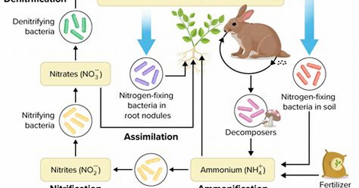 How Do Animals Obtain Usable Nitrogen?