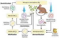 How Do Animals Obtain Usable Nitrogen?