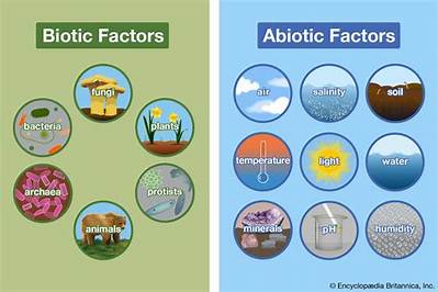 How Do Biotic and Abiotic Factors Affect Population?