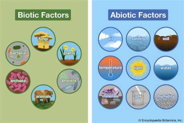 How Do Biotic and Abiotic Factors Affect Population?