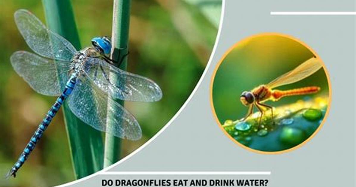 How Do Dragonflies Drink?
