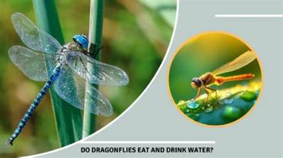 How Do Dragonflies Drink?