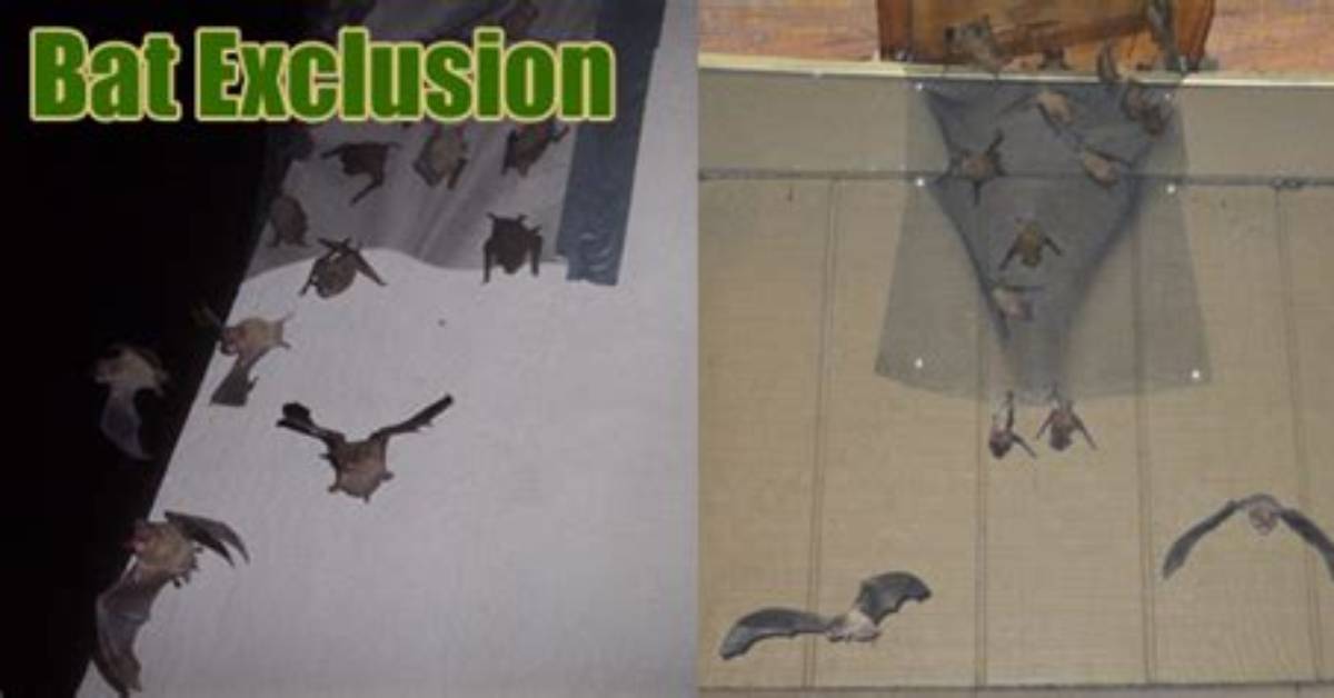 How Do I Get Bats out of My Barn?