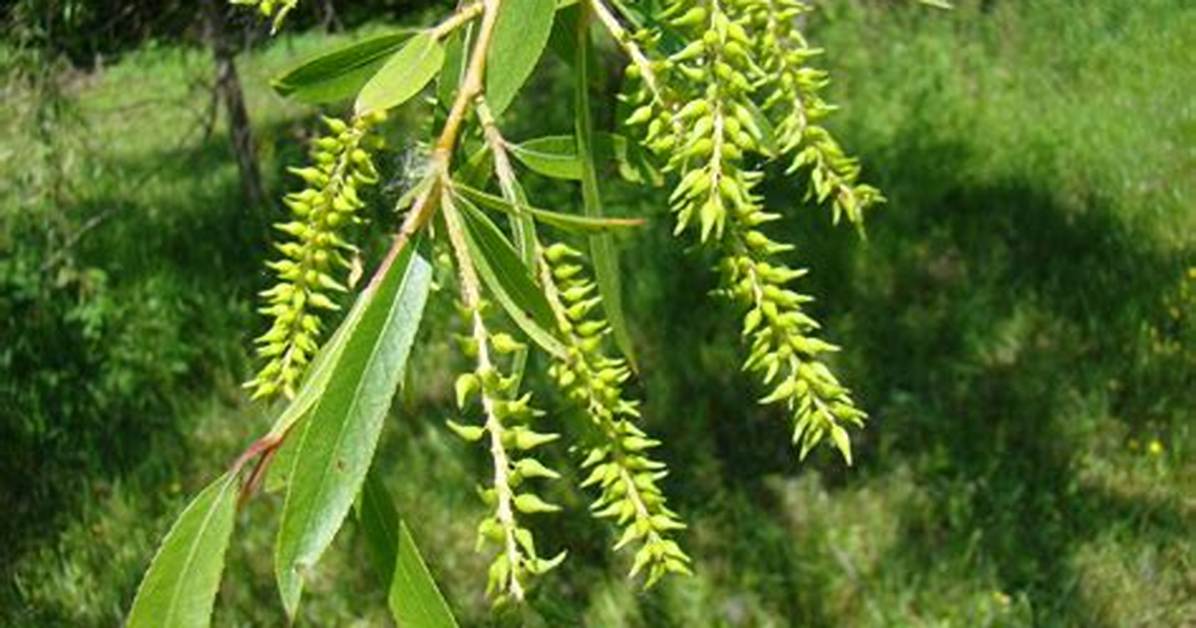 How Do I Identify Black Willow?