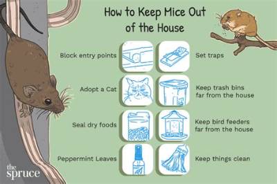 How Do I Keep Mice from Coming Under My Door?