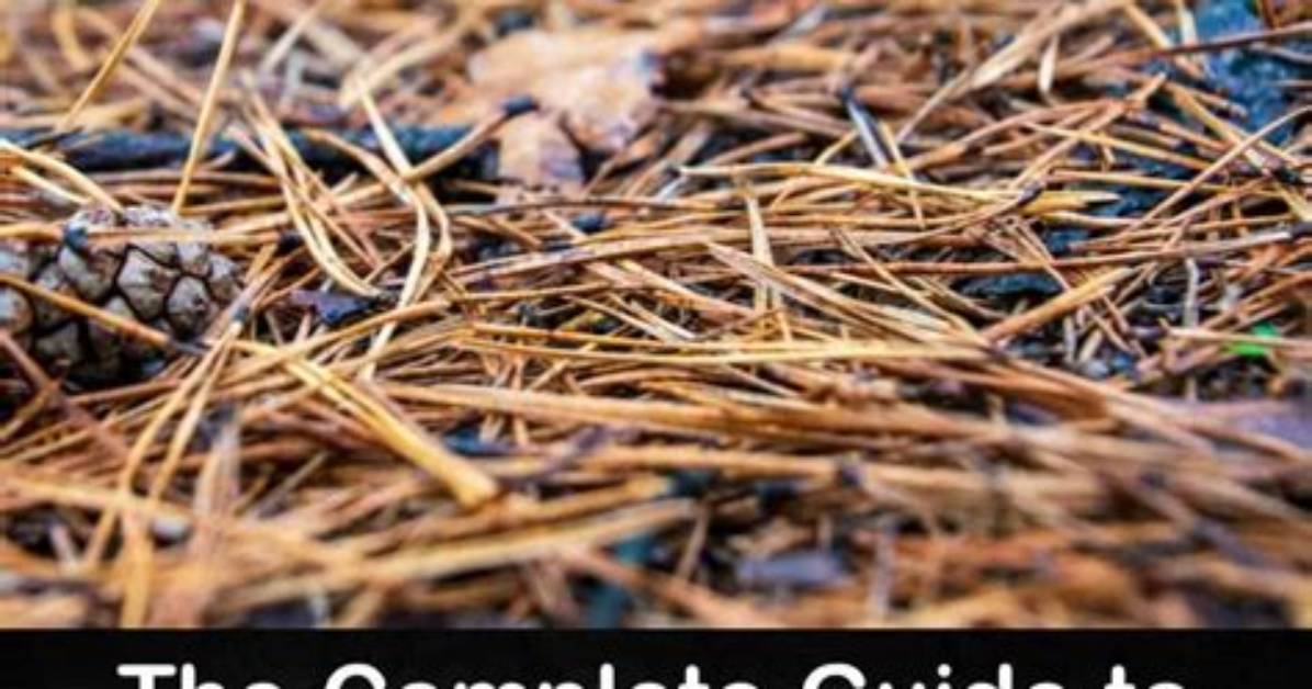 How Do You Compost Pine Needles Fast?