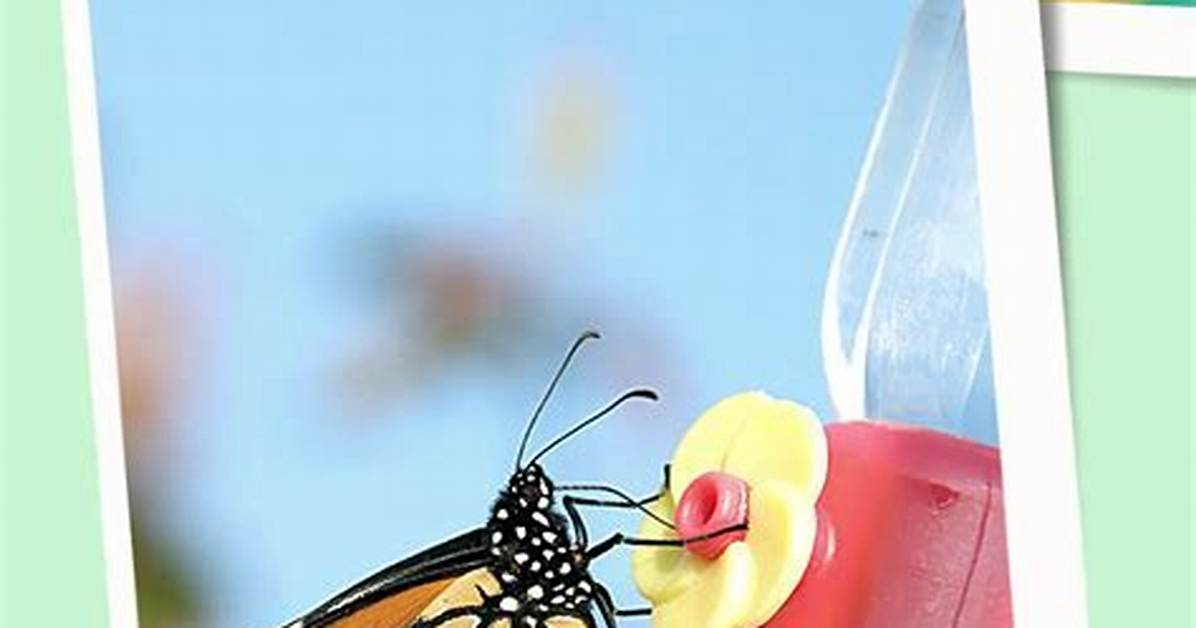 How Do You Feed Butterflies with Sugar Water?