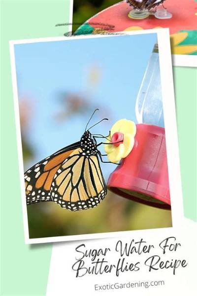 How Do You Feed Butterflies with Sugar Water?