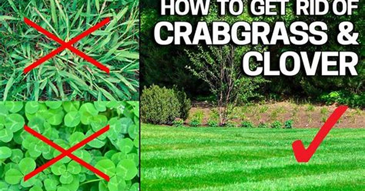 How Do You Get Rid of Clover in Zoysia Grass?