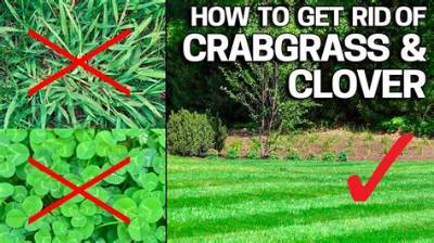 How Do You Get Rid of Clover in Zoysia Grass?