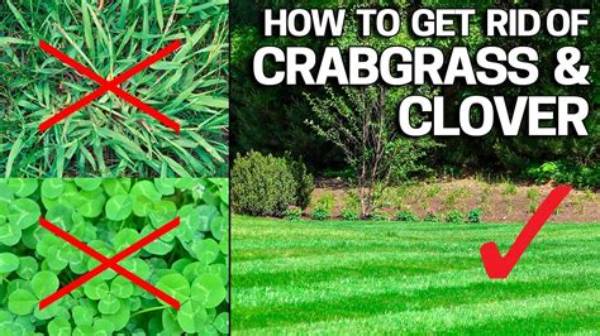 How Do You Get Rid of Clover in Zoysia Grass?