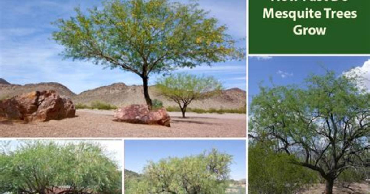 How Do You Get Rid of Mesquite Trees?