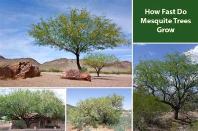 How Do You Get Rid of Mesquite Trees?