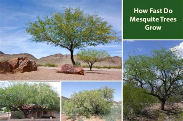 How Do You Get Rid of Mesquite Trees?