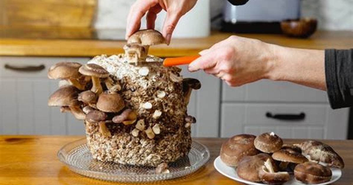 How Do You Grow Mushrooms on a Stump?