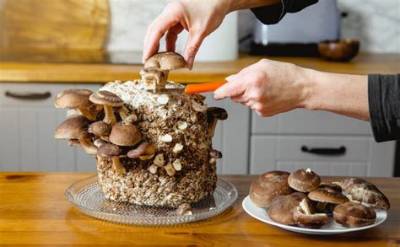 How Do You Grow Mushrooms on a Stump?