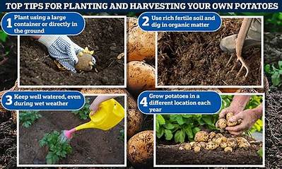 How Do You Grow Potatoes in Tyres?