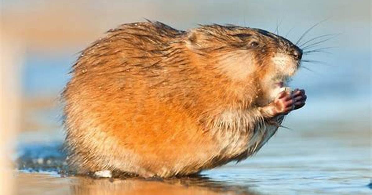 How Do You Keep Muskrats Away?