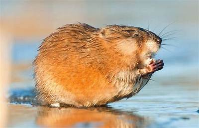 How Do You Keep Muskrats Away?