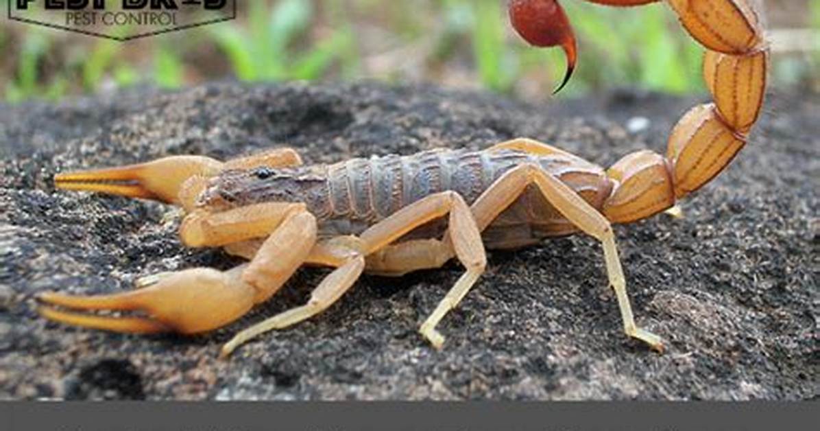 How Do You Keep Scorpions Away?