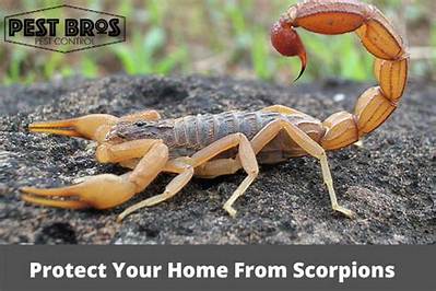 How Do You Keep Scorpions Away?