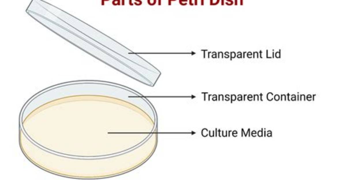 How Do You Label a Petri Dish?