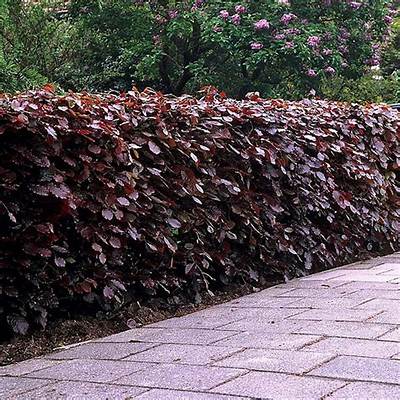 How Do You Plant a Copper Beech Seed?