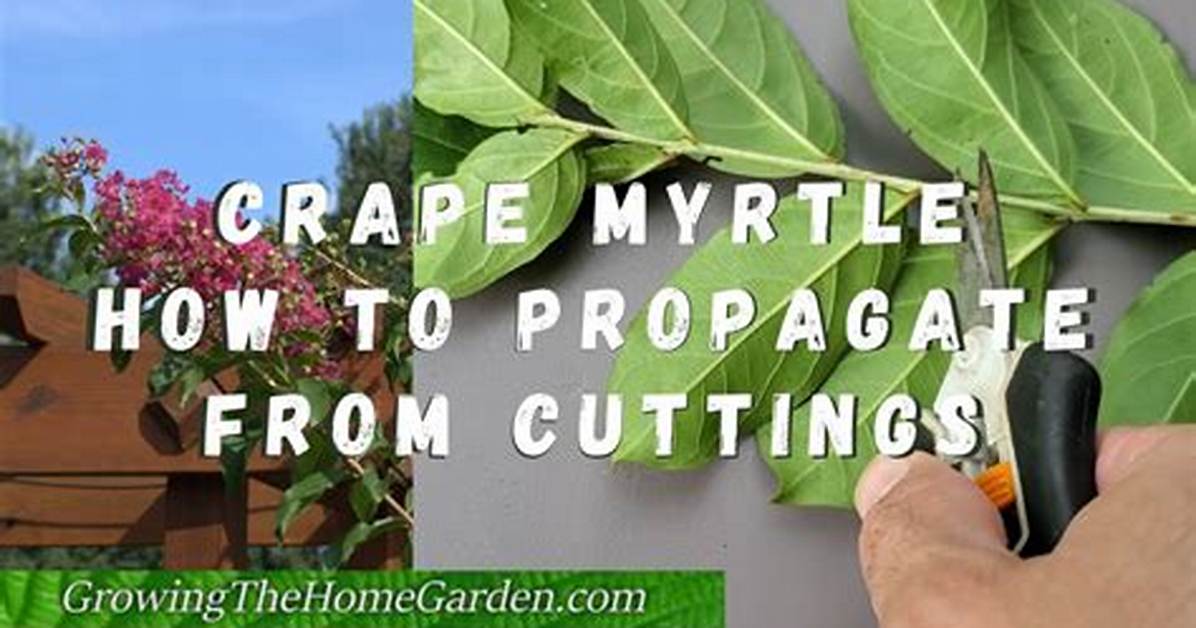 How Do You Propagate Crepe Myrtle?