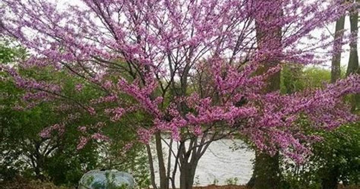 How Do You Prune an Overgrown Redbud Tree?