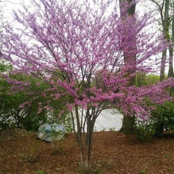 How Do You Prune an Overgrown Redbud Tree?