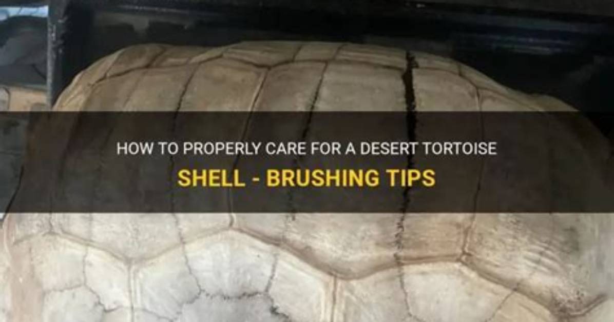 How Do You Restore a Tortoise Shell?