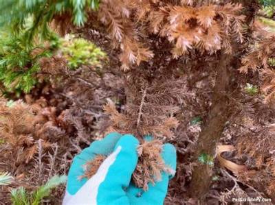 How Do You Revive a Brown Evergreen?