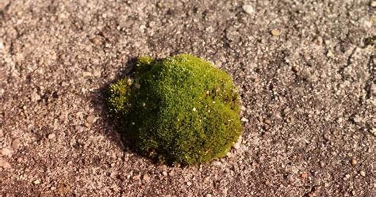 How Does Iron Kill Moss?