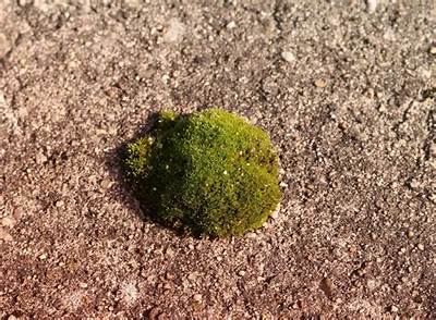 How Does Iron Kill Moss?