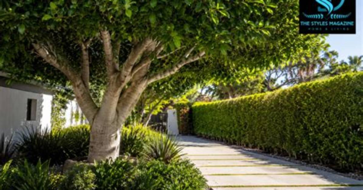 How Fast Does an Indian Laurel Tree Grow?