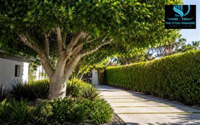 How Fast Does an Indian Laurel Tree Grow?