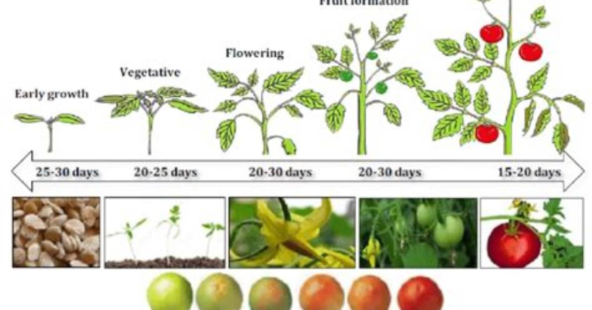 How Long After Flowering Do Tomatoes Grow?