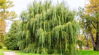 How Long Do Globe Willow Trees Live?