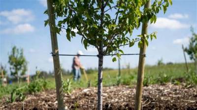 How Long Should You Leave Tree Stakes in?