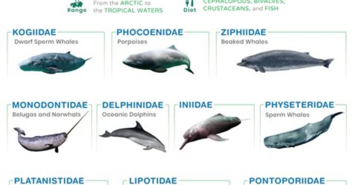 How Many Teeth Do Toothed Whales Have?