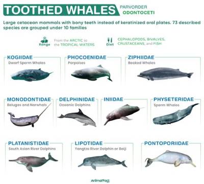 How Many Teeth Do Toothed Whales Have?