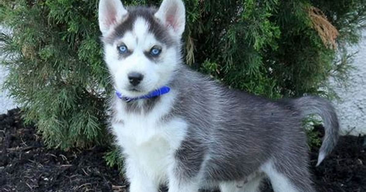 How Much Does an Alaskan Husky Puppy Cost?