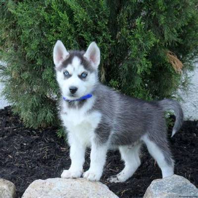 How Much Does an Alaskan Husky Puppy Cost?