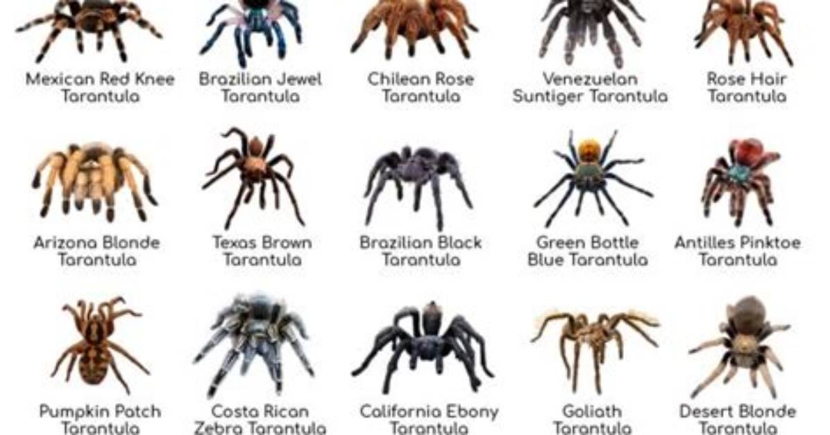 How Much Is Tarantula in Philippines?