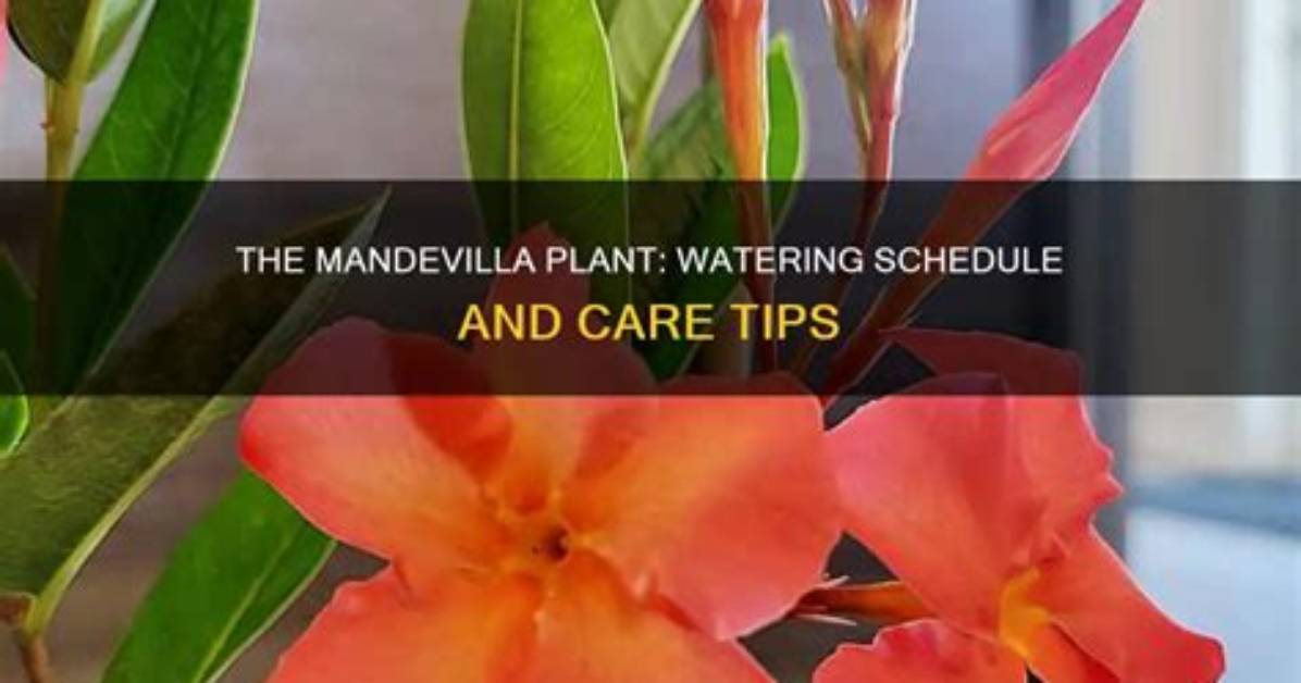 How Often Do You Water Mandevilla?