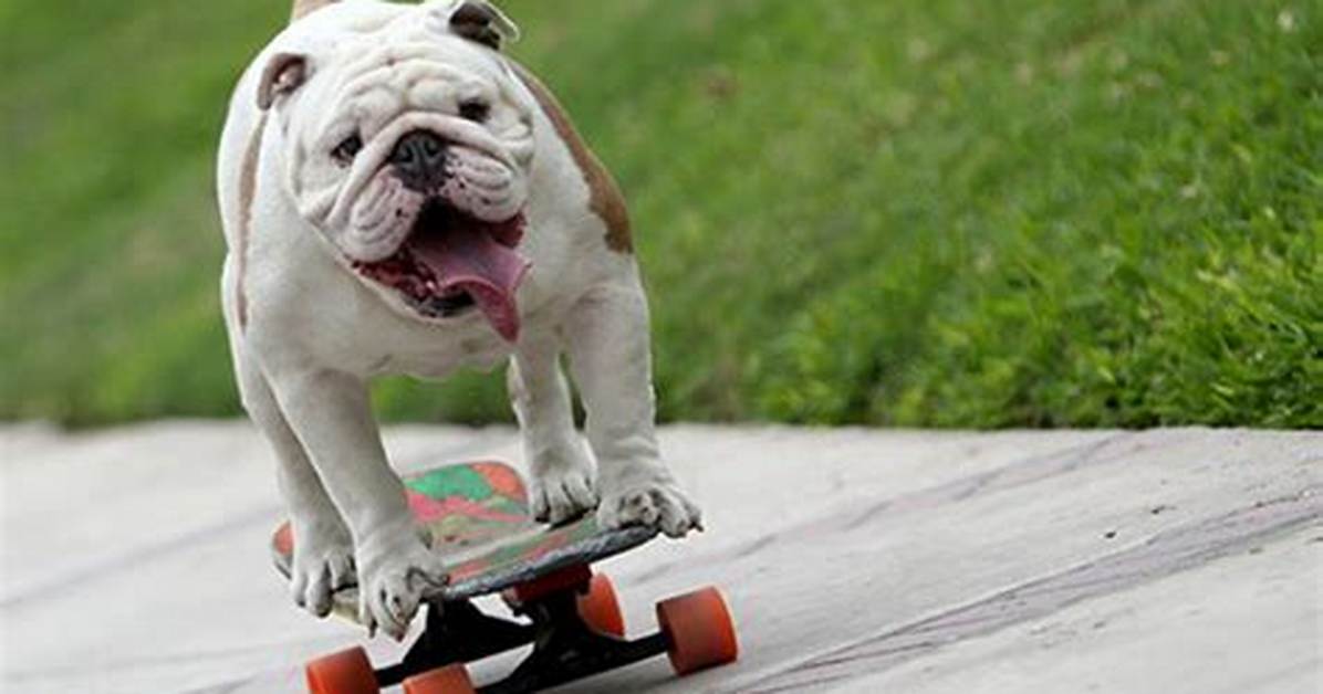 How Otto the Skateboarding Bulldog Set a Guinness World Record