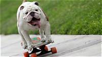 How Otto the Skateboarding Bulldog Set a Guinness World Record