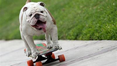 How Otto the Skateboarding Bulldog Set a Guinness World Record