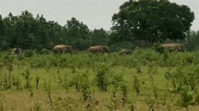 Human Price of Shrinking Forests: Odisha Tops Casualties Inflicted by Elephants